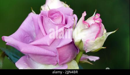 Rosenblüte verschiedener Sorten und Arten aus der Nähe Stockfoto