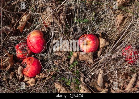 Äpfel auf dem Boden . Reif aus faulen Äpfeln Stockfoto