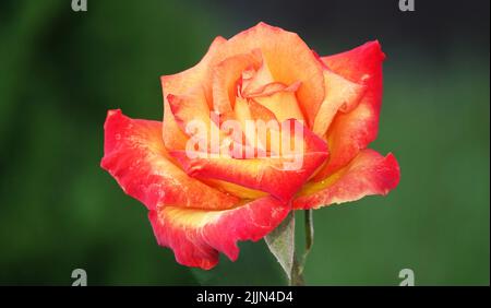 Rosenblüte verschiedener Sorten und Arten aus der Nähe Stockfoto