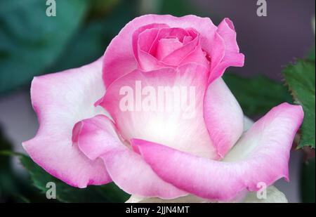 Rosenblüte verschiedener Sorten und Arten aus der Nähe Stockfoto