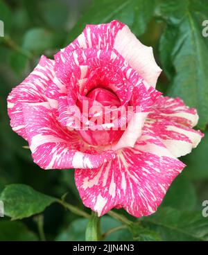 Rosenblüte verschiedener Sorten und Arten aus der Nähe Stockfoto