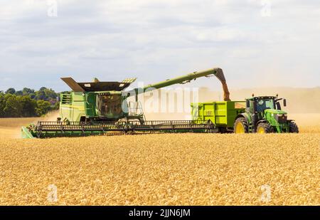 Kombinieren Sie Harvester Ablagerung geernteten Weizenkorn in einem Traktor Anhänger. Großbritannien August 2022 Stockfoto