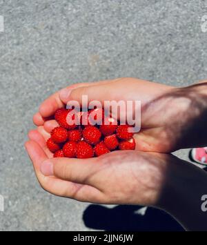 Nahaufnahme einer Person, die eine Handvoll frischer Erdbeeren in der Hand hält Stockfoto