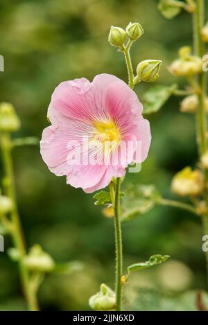 Alcea rosea, Nahaufnahme einer rosa blühenden ornamental blühenden Pflanze der Familie Malvaceae. Auch bekannt als gewöhnlicher Hollyhock. Stockfoto