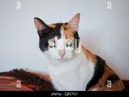 Eine Nahaufnahme der niedlichen Calico-Katze, die auf die Kamera schaut. Stockfoto