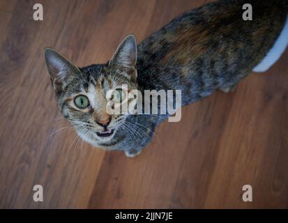 Eine Nahaufnahme der grauen gestromten Katze, die auf die Kamera schaut. Stockfoto