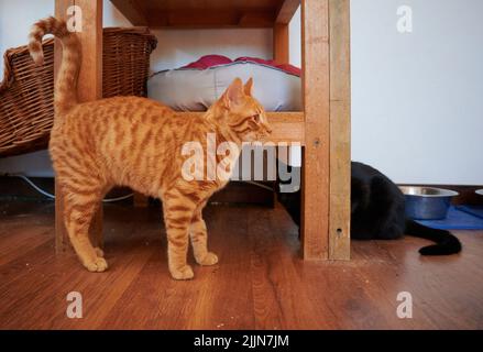 Eine vertikale Nahaufnahme der Ingwer-Tabby-Katze, die am Stuhl reibt. Stockfoto