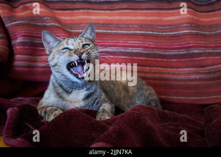 Nahaufnahme einer wütenden knurrenden Katze mit breitem Mund in der Nähe eines gestreiften roten Tuchs Stockfoto