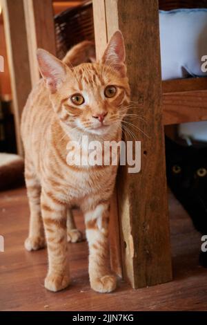 Eine vertikale Nahaufnahme der Ingwer-Tabby-Katze, die am Stuhl reibt. Stockfoto