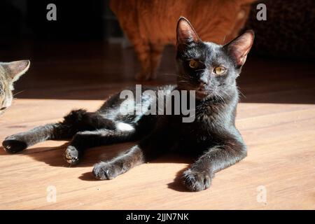 Eine Nahaufnahme einer kurzhaarigen schwarzen Katze, die sich sonnt, während sie im Haus auf dem Boden liegt, mit einer anderen rot gestromten Katze im unscharfen Hintergrund Stockfoto