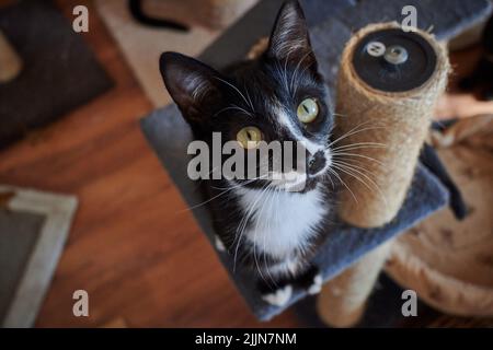 Eine Aufnahme aus dem hohen Winkel einer schwarz-weißen Katze, die auf die Kamera schaut Stockfoto