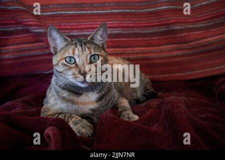 Eine Nahaufnahme einer wunderschönen Kurzhaarkatze, die tagsüber auf einer roten Decke im Haus lag Stockfoto