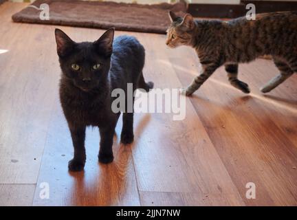 Eine Nahaufnahme von zwei Katzen, die auf dem Holzboden laufen. Stockfoto