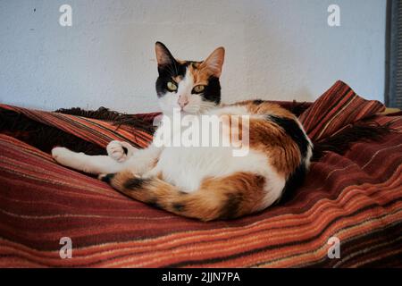 Eine Nahaufnahme der niedlichen Calico-Katze, die auf der Decke ruht. Stockfoto