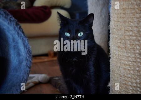 Eine Nahaufnahme einer wunderschönen schwarzen Kurzhaarkatze, die auf dem Holzboden an einem Kratzbaum im Haus sitzt Stockfoto
