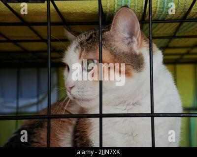 Eine Aufnahme einer schönen Kurzhaar-Calico-Katze im Käfig bei Katzen, die in hellem Licht geschützt sind Stockfoto