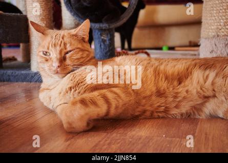 Eine Nahaufnahme einer langhaarigen rot gestromten Katze, die auf dem Holzboden neben dem Katzenbaum im Haus liegt, mit verschwommenem Hintergrund Stockfoto