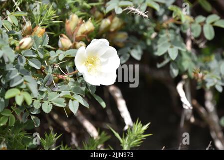 Eine sonnenbeschienene weiße Hunderose (Rosa canina), links vom Bild mit Kopierraum nach rechts, umgeben von grünem Laub, aufgenommen am Marine Drive, Isle of man Stockfoto