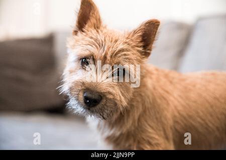 Eine Nahaufnahme eines Norwich Terrier Stockfoto