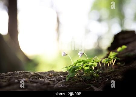 Eine Nahaufnahme des wachsenden Waldsorrels in einem Wald, der auf einem verschwommenen Hintergrund isoliert ist Stockfoto