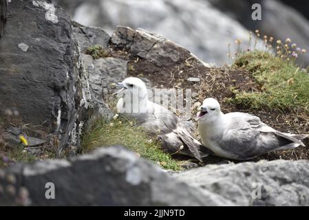 Nahaufnahme von zwei europäischen Möwenküken (Larus argentatus), die mit Schnäbeln von Nest auf den Meeresklippen blicken und an einem sonnigen Tag in Großbritannien geöffnet sind Stockfoto