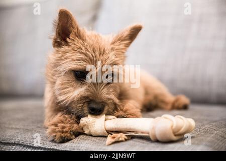 Eine Nahaufnahme eines Norwich Terrier, der auf einem Sofa liegt Stockfoto