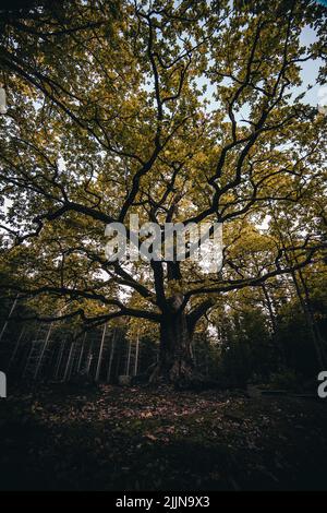Eine schöne Aufnahme eines riesigen Baumes im Herbst Stockfoto
