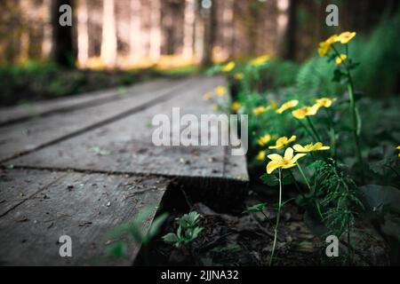 Eine selektive Fokusaufnahme von bolligen Butterblumen neben einem Holzweg durch einen Park Stockfoto