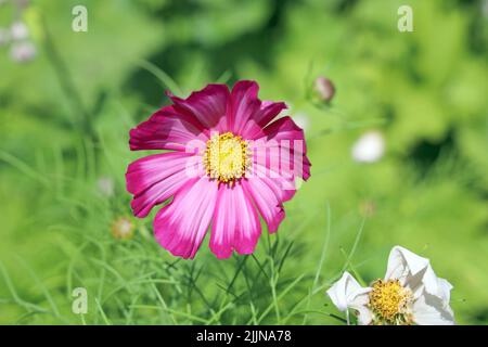 Einzelne rosa Blume, krautige Grenze, Bute Park, Cardiff, Juli 2022. Sommer. Stockfoto