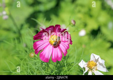 Einzelne rosa Blume mit Biene, krautige Grenze, Bute Park, Cardiff, Juli 2022. Sommer. Stockfoto