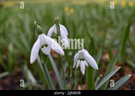 Eine Nahaufnahme der blühenden weißen Anemonblüten aus Holz im Garten Stockfoto