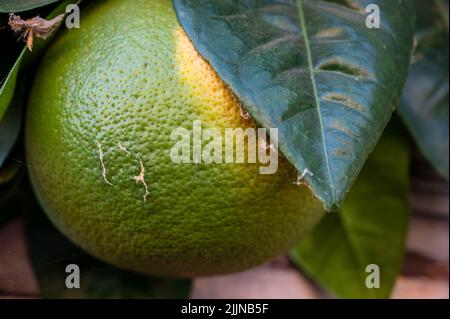 Eine Nahaufnahme einer wachsenden Linde auf dem Baum Stockfoto