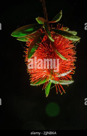 Eine Nahaufnahme einer roten Flaschenbürste oder Callistemon-Blume auf schwarzem Hintergrund Stockfoto