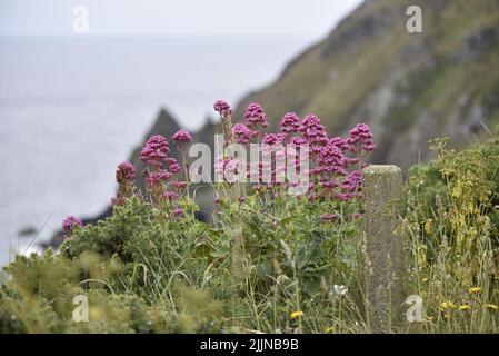 Wilde rosa Baldrian-Blumen (Valeriana officinalis), mittlerer Vordergrund des Bildes, gegen einen Meer- und Kliffhintergrund aufgenommen auf der Isle of man, Großbritannien Stockfoto