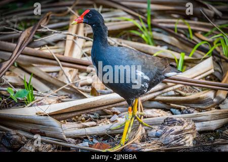 Eine Nahaufnahme der hawaiianischen Gallinule, Gallinula galeata sandvicensis. Stockfoto