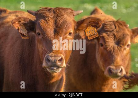 Eine Selektion von zwei jungen Rindern auf einer grünen Weide Stockfoto