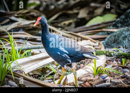 Eine Nahaufnahme der hawaiianischen Gallinule, Gallinula galeata sandvicensis. Stockfoto