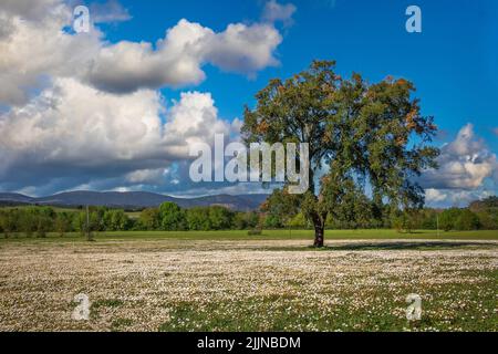 Ein einsamer Baum auf einem Feld an einem sonnigen Morgen Stockfoto