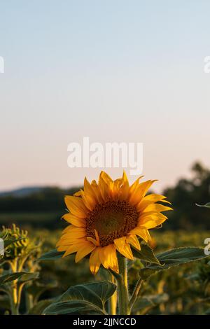 Sonnenblume in voller Blüte mit blauem Himmel Stockfoto