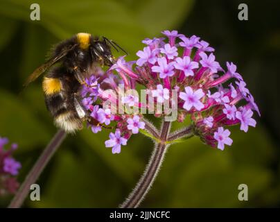 Eine Bumble-Biene mit weißem Schwanz, die eine violette Verbena-Blume bestäubt Stockfoto