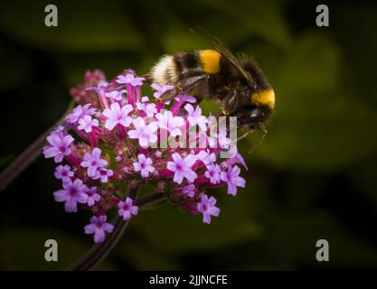 Eine Bumble-Biene mit weißem Schwanz, die eine violette Verbena-Blume bestäubt Stockfoto
