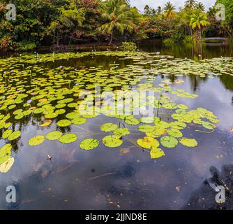 Wasserhyazinthe (Pontederia crassipes) blüht im Anchialine Pool, Panalu'U Black Sand Beach, Hawaii, Hawaii, USA Stockfoto