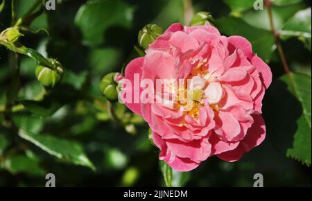 Blumen Rosen verschiedener Sorten und Arten aus nächster Nähe Stockfoto