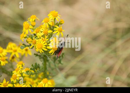 Eine Burnett Moth auf Ragwort in den Merthyr Mawr Sand Dunes an der Südwalesenküste Stockfoto