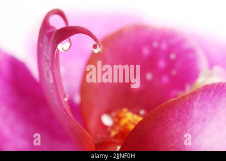 Extreme Macro: Tröpfchen auf Orchideenblüte Stockfoto