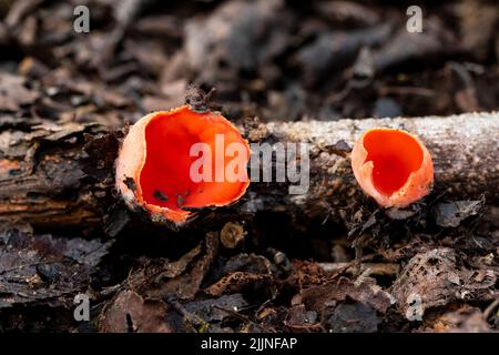 Sarcoscypha coccinea, im Allgemeinen bekannt als Scarlet peziza, Scarlet Leprechaun Cup, Scarlet Leprechaun Hut, wächst auf dem Waldboden Stockfoto