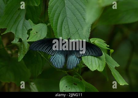 Schmetterling auf einem Blatt gesehen, Great Mormon, Papilio memnon, Kaeng Krachan National Park, UNESCO-Weltkulturerbe, Thailand. Stockfoto