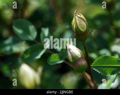 Rosen verschiedener Sorten und Arten aus der Nähe Stockfoto