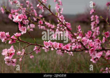 Eine flache Nahaufnahme der Kirschblüten (Prunus sargentii) Stockfoto