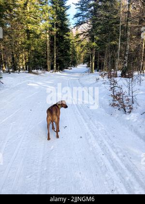 Eine vertikale Aufnahme eines rhodesischen Ridgeback, der an einem kalten Wintertag im schneebedeckten Park läuft Stockfoto